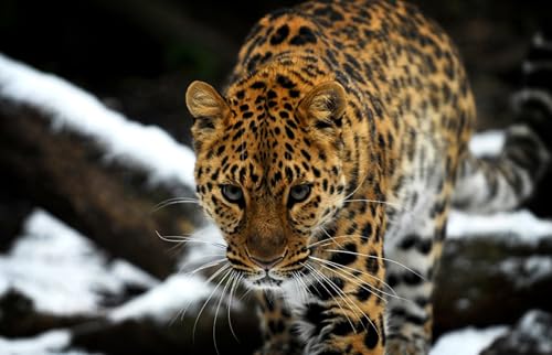 OZLHSP Jungen Geschenkideen Puzzel 1000 Teile Leopard Große Tiere 75x50cm von OZLHSP