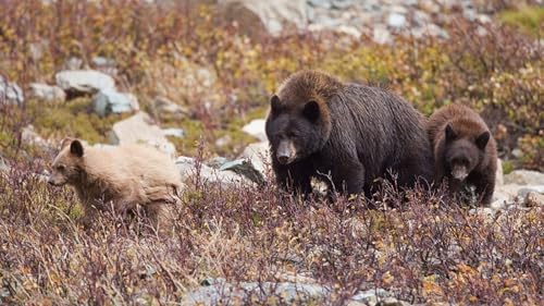 OZLHSP Jungen Geschenkideen Puzzel 500 Teile Grizzlybären Tier 52x38cm von OZLHSP