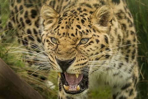 OZLHSP Kinder Puzzle 1000 Teile Leoparden Großkatzen Schnurrhaare 75x50cm von OZLHSP