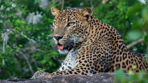 OZLHSP Kinder Puzzle 500 Teile Leoparden Tiere 52x38cm von OZLHSP