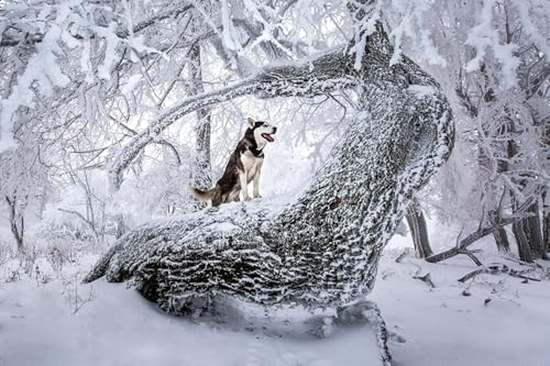 OZLHSP Klassische Puzzles 1000 Teile Husky-Tiere 75x50cm von OZLHSP