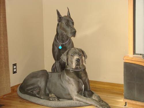 OZLHSP Klassische Puzzles 500 Teile Deutsche Dogge Tiere 52x38cm von OZLHSP