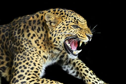 OZLHSP Memory für Erwachsene Puzzel 1000 Teile Leoparden Großkatzen 75x50cm von OZLHSP