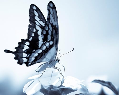 OZLHSP Memory für Erwachsene Puzzel 1000 Teile Schmetterling Insekten Tiere 75x50cm von OZLHSP