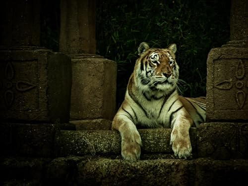 OZLHSP Memory für Erwachsene Puzzel 1000 Teile Tiger Großkatzen Tier 75x50cm von OZLHSP