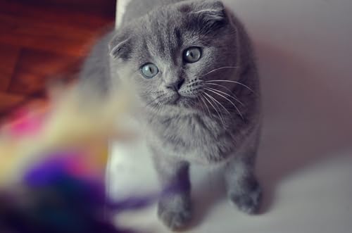 OZLHSP Memory für Erwachsene Puzzel 1500 Teile Scottish Fold Katzen Tier 87x57cm von OZLHSP