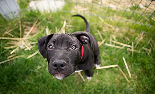 OZLHSP Memory für Erwachsene Puzzel 500 Teile Cane Corso Welpen Tiere 52x38cm von OZLHSP