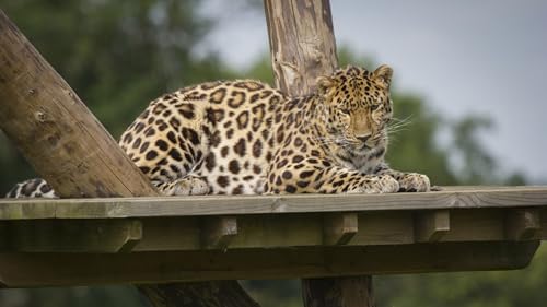 OZLHSP Memory für Erwachsene Puzzel 500 Teile Leoparden Große Tiere 52x38cm von OZLHSP