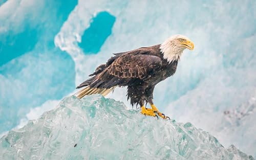 OZLHSP Memory für Erwachsene Puzzel 500 Teile Weißkopfseeadler, Eisfalke 52x38cm von OZLHSP
