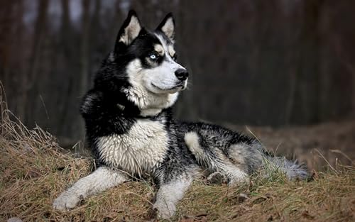 OZLHSP Mission Impossible Puzzle 1500 Teile Husky-Tiere 87x57cm von OZLHSP
