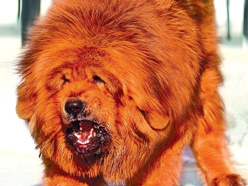 OZLHSP Mission Impossible Puzzle 500 Teile Tibetmastiff Tier 52x38cm von OZLHSP