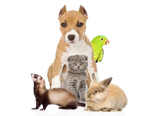 OZLHSP My First Puzzle 3D Puzzle 500 Teile Kätzchen Kaninchen Papageien 52x38cm OZLHSP My First Puzzle 3D Puzzle 500 Teile Kätzchen Kaninchen Papageien 52x38cm von OZLHSP