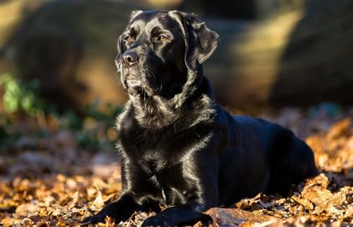 OZLHSP My First Puzzle 3D Puzzle 500 Teile Retriever Tier 52x38cm von OZLHSP