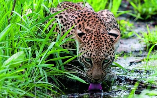 OZLHSP Panorama Puzzle 1500 Teile Leoparden Große Tiere 87x57cm von OZLHSP