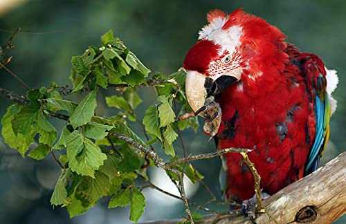 OZLHSP Panorama Puzzle 500 Teile Papageien Tiere 52x38cm OZLHSP Panorama Puzzle 500 Teile Papageien Tiere 52x38cm von OZLHSP