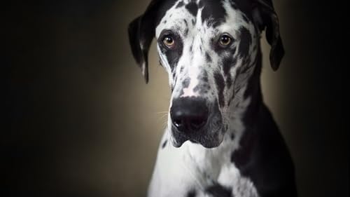 OZLHSP Puzzel 1500 Teile Deutsche Dogge Tier 87x57cm von OZLHSP