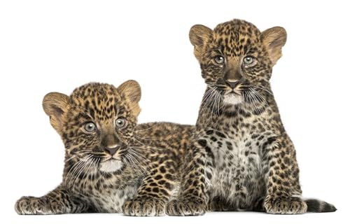 OZLHSP Puzzel 1500 Teile Kinder Leoparden Großkatzen 87x57cm von OZLHSP