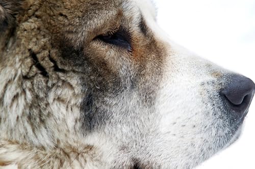 OZLHSP Puzzel 500 Teile Husky-Tiere 52x38cm von OZLHSP