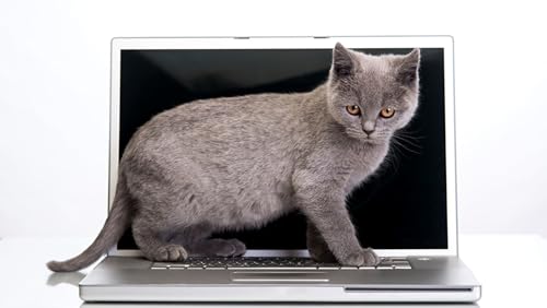 OZLHSP Puzzel 500 Teile Kinder Katzen Tiere 52x38cm von OZLHSP