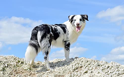 OZLHSP Puzzel 500 Teile Puzzel Australian Shepherd Tiere 52x38cm von OZLHSP