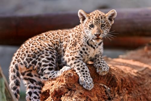 OZLHSP Puzzel 500 Teile Puzzel Leoparden Großkatzen 52x38cm von OZLHSP