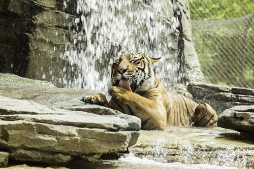OZLHSP Puzzel 500 Teile Puzzel Tiger Tier 52x38cm von OZLHSP