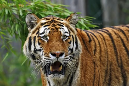 OZLHSP Puzzel Erwachsenen 1000 Teile Amurtiger Tiger Tiere 75x50cm von OZLHSP