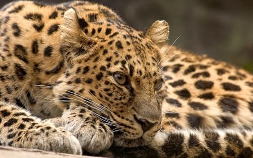 OZLHSP Puzzel Erwachsenen 500 Teile Leoparden Große Tiere 52x38cm von OZLHSP