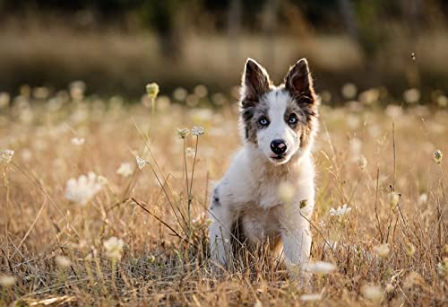 OZLHSP Puzzel ab mädchen 3D Puzzle 1000 Teile Australian Shepherd Welpen Tiere 75x50cm OZLHSP Puzzel ab mädchen 3D Puzzle 1000 Teile Australian Shepherd Welpen Tiere 75x50cm von OZLHSP