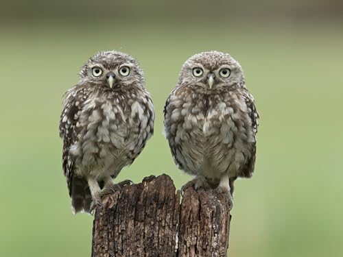 OZLHSP Puzzel ab mädchen 3D Puzzle 1000 Teile Eulentiere 75x50cm OZLHSP Puzzel ab mädchen 3D Puzzle 1000 Teile Eulentiere 75x50cm von OZLHSP