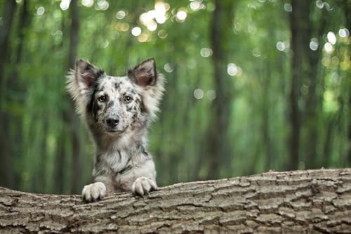 OZLHSP Puzzel ab mädchen 3D Puzzle 1500 Teile Border Collie Tier 87x57cm OZLHSP Puzzel ab mädchen 3D Puzzle 1500 Teile Border Collie Tier 87x57cm von OZLHSP