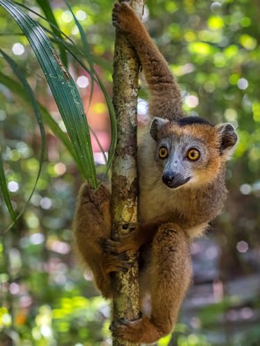 OZLHSP Puzzel ab mädchen 3D Puzzle 1500 Teile Lemuren Tier 87x57cm von OZLHSP