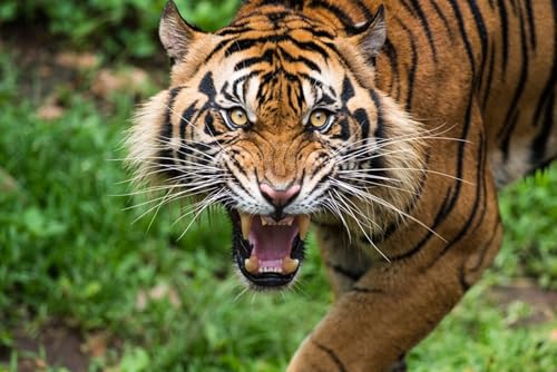 OZLHSP Puzzel ab mädchen 3D Puzzle 1500 Teile Tiger 87x57cm von OZLHSP