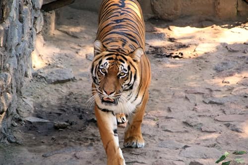 OZLHSP Puzzel ab mädchen 3D Puzzle 1500 Teile Tiger Große Tiere 87x57cm von OZLHSP