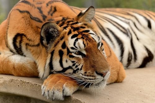 OZLHSP Puzzel ab mädchen 3D Puzzle 1500 Teile Tiger Tiere 87x57cm von OZLHSP