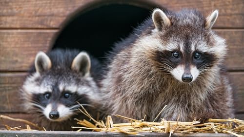 OZLHSP Puzzel ab mädchen 3D Puzzle 1500 Teile Waschbären Tier 87x57cm OZLHSP Puzzel ab mädchen 3D Puzzle 1500 Teile Waschbären Tier 87x57cm von OZLHSP