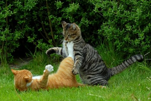 OZLHSP Puzzel ab mädchen 3D Puzzle 500 Teile Katzen Tier 52x38cm OZLHSP Puzzel ab mädchen 3D Puzzle 500 Teile Katzen Tier 52x38cm von OZLHSP