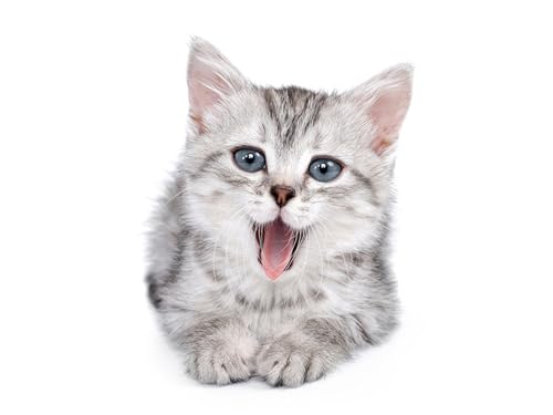 OZLHSP Puzzel ab mädchen 3D Puzzle 500 Teile Katzen Tiere 52x38cm von OZLHSP