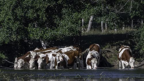 OZLHSP Puzzel ab mädchen 3D Puzzle 500 Teile Kuhküstentiere 52x38cm von OZLHSP