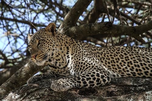 OZLHSP Puzzel ab mädchen 3D Puzzle 500 Teile Leoparden Großkatzen Tier 52x38cm von OZLHSP