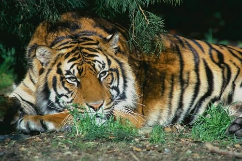 OZLHSP Puzzel ab mädchen 3D Puzzle 500 Teile Tiger Großkatzen Tier 52x38cm von OZLHSP