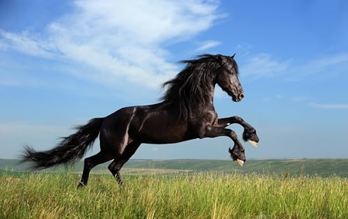 OZLHSP Puzzle 1000 Pferd Tier 75x50cm von OZLHSP