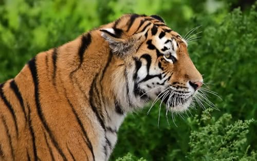 OZLHSP Puzzle 1000 Teile Erwachsene Tiger Große Tiere 75x50cm von OZLHSP