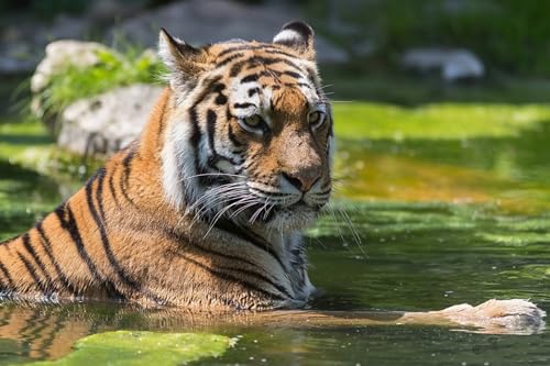 OZLHSP Puzzle 1000 Teile Junge Tiger Großkatzen Tier 75x50cm von OZLHSP