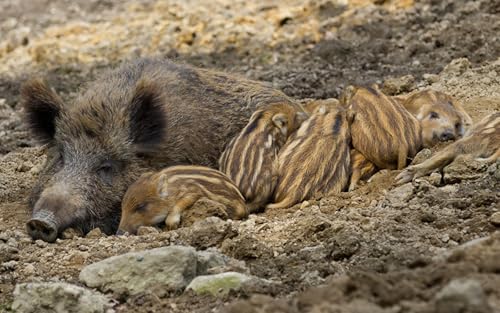 OZLHSP Puzzle 1000 Teile Junge Wildschwein Tier 75x50cm von OZLHSP