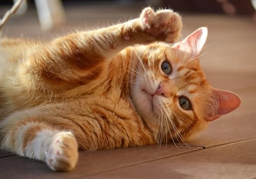 OZLHSP Puzzle 1000 Teile Kinder Katzen Tier 75x50cm von OZLHSP