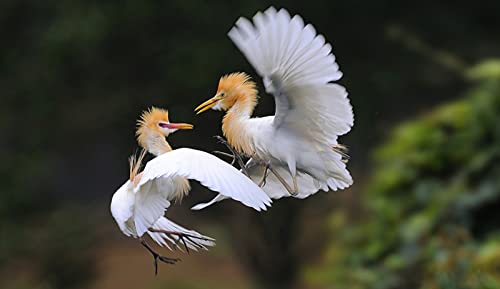 OZLHSP Puzzle 1000 Teile Tiere Reiher Bubulcus Ibis Tiere 75x50cm OZLHSP Puzzle 1000 Teile Tiere Reiher Bubulcus Ibis Tiere 75x50cm von OZLHSP