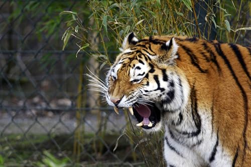 OZLHSP Puzzle 1000 Teile Tiere Tiger 75x50cm von OZLHSP