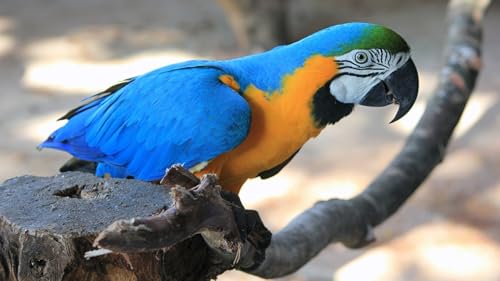 OZLHSP Puzzle 1000teile Kinder Ara Papageien Tiere 75x50cm OZLHSP Puzzle 1000teile Kinder Ara Papageien Tiere 75x50cm von OZLHSP