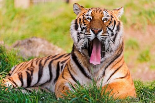 OZLHSP Puzzle 1500 Teile Erwachsene Tiger Großkatzen Tier 87x57cm von OZLHSP